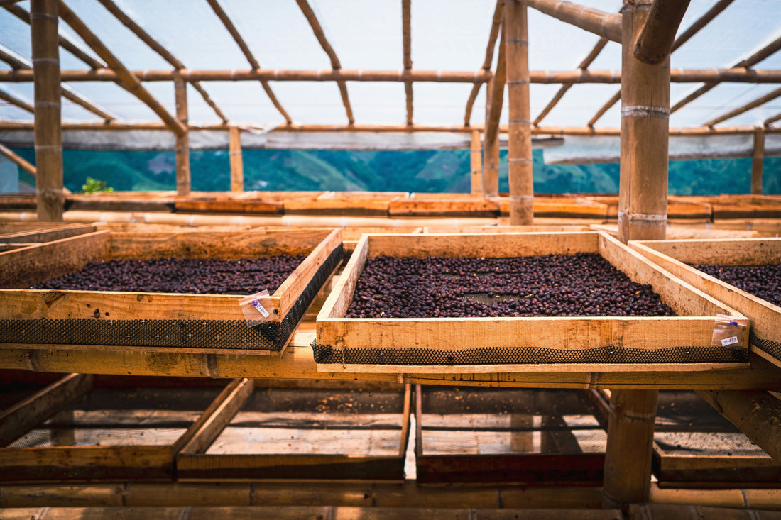 What Is Coffee Processing? Natural, Washed, and Honey Methods Explained