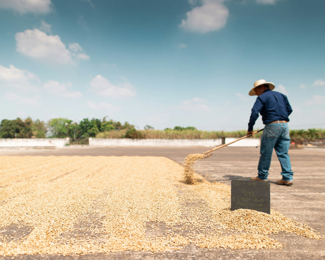 Why We Will Never Compromise on Green Coffee: A Letter from the Roastery