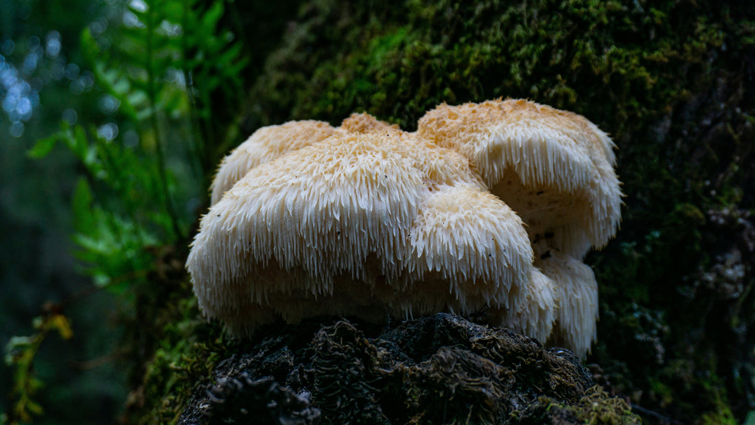 The Rise of Mushroom Coffee: What Functional Coffee Blends Actually Do to Your Body