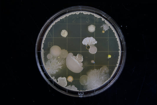 Mold and Mycotoxins in Coffee: Why the Scare Tactic Does Not Apply to Specialty Grade