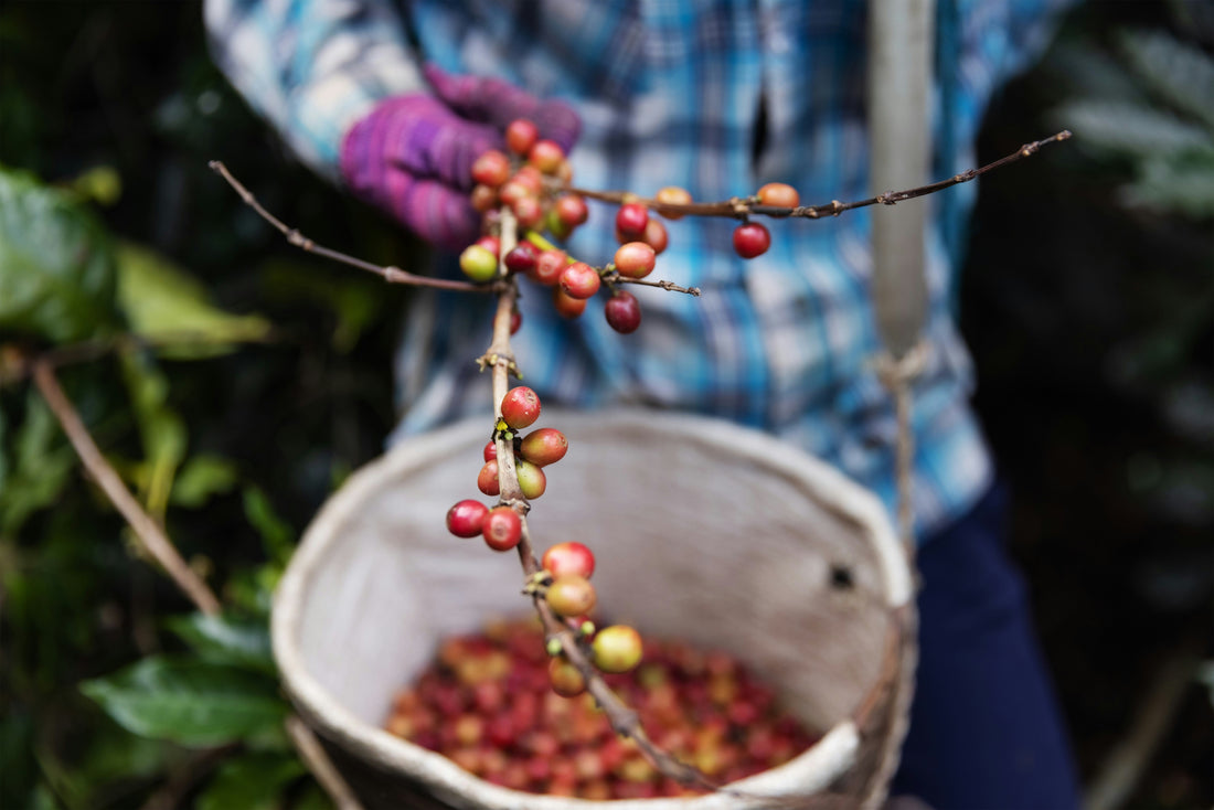 Wet Mill vs. Dry Mill: How Coffee Processing Infrastructure Shapes What's in Your Cup