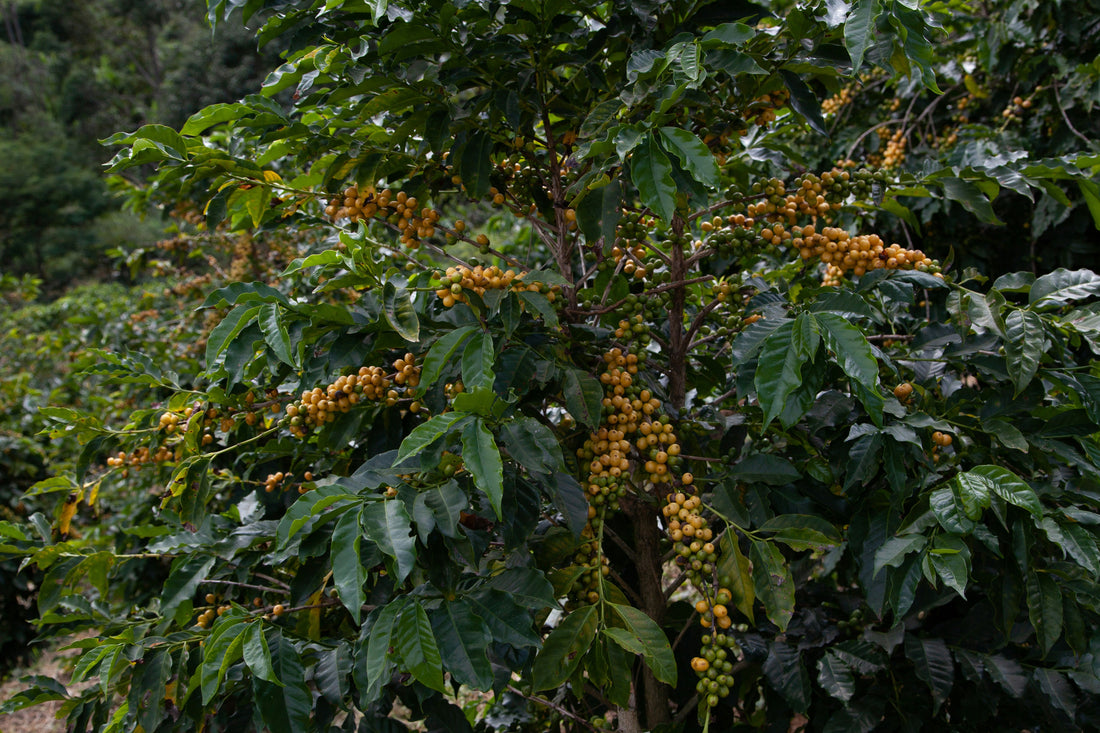Coffee Terroir: Why Where Your Coffee Grows Changes Everything in the Cup
