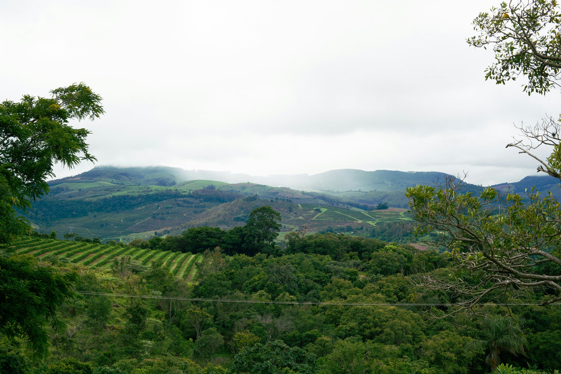 Direct Trade vs. Fair Trade Coffee: What the Labels Actually Mean and Why PURE EARTH COFFEE Chooses Direct