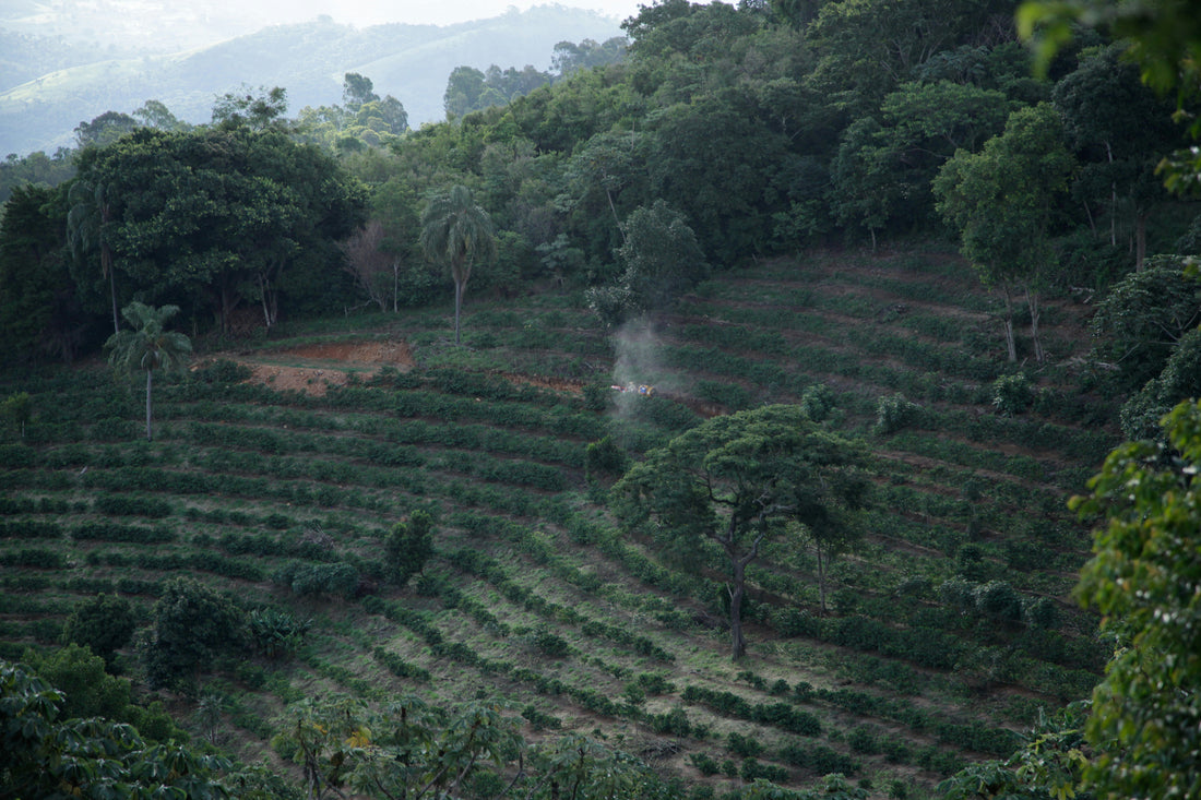 Why Colombian Coffee Exports Hit a Record Low in 2025 — And What It Means for Your Cup