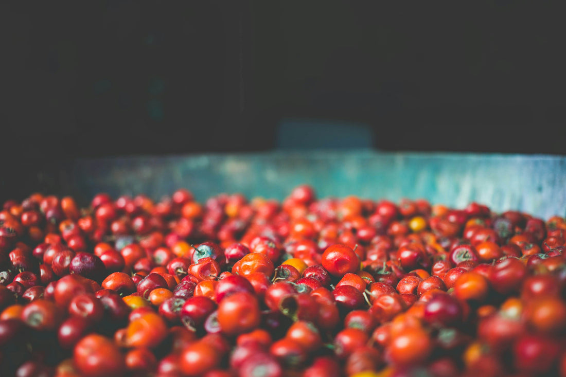 What Is Coffee Processing? Washed, Natural, and Honey Explained